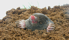 A mole makes a rare appearance in the daytime in an Oxfordshire field